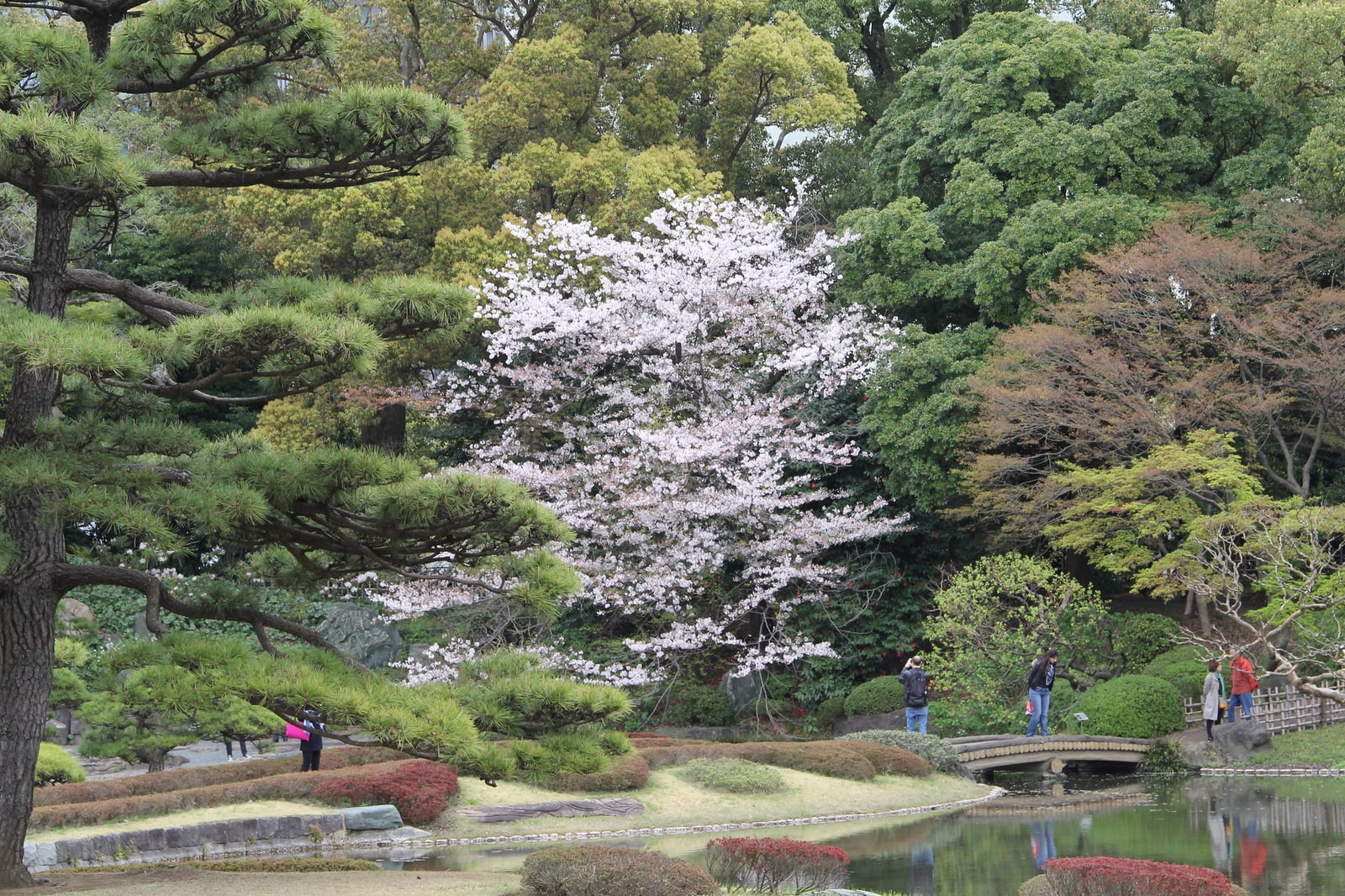 Kirschblüte in den kaiserlichen Gärten Tokyo (Foto: Terry Feuerborn)